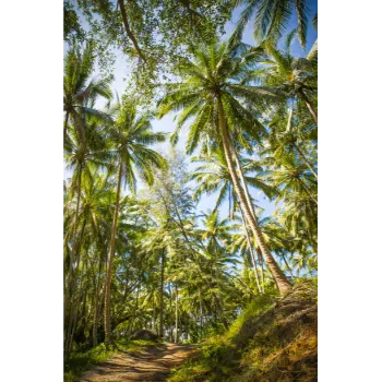 Palm Trees